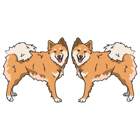 Signmission Icelandic Sheepdog Dog Decal, Dog Lover Decor Vinyl Sticker D-24-Icelandic Sheepdog